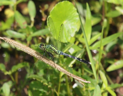 [Side view of the dragonfly as it stands on a sloping seeded branch. The back havle appears to be blue and black striped while the front half is green.]